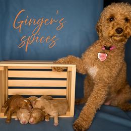 Ginger - Goldendoodle