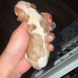 Blenheim Boy with more red - Blenheim male Cavalier King Charles Spaniel puppy in Columbia, South Carolina from Columbia Cavaliers