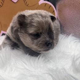 Boy 3 - Blue merle male Pomeranian puppy in Brentwood, California from Royalpawpoms