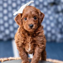 Pearl - Red  female Goldendoodle puppy in Lumberton, Mississippi from SouthernDoodlebug/ Utah Doodlebug