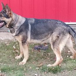 German Shepherds from Mo's Shepherds