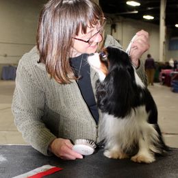 Cavalier King Charles Spaniel Puppies from Karlee Gray Stone Cavaliers