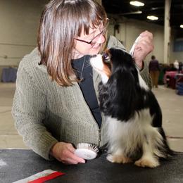 Cavalier King Charles Spaniel Puppies from Karlee Gray Stone Cavaliers
