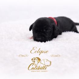 Eclipse - Black and white female Great Dane puppy in Liberty, New York from Catskills Greatest Danes