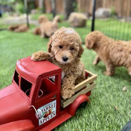 Goldendoodle Puppies from Ohana Doodles