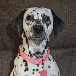 Zelda - Dalmatian