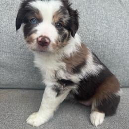 Strawberry - Red merle female Miniature Australian Shepherd puppy in Artesia, New Mexico from Rocking Aussies