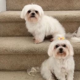 French Bulldogs, Maltese, and Shih Tzus from Puppies R Us