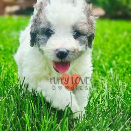 Gemini - Grey and white male Bernedoodle puppy in Larimer County, Colorado from Puppy Love Doodles