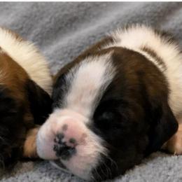 RIVER (Pictured Right) - Brindle male Boxer puppy in Moore, South Carolina from Lafayette Bulldogs & Boxers