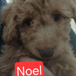 Noel - Caramel ice male Labradoodle puppy in Henderson, Nevada from Hills labradoodles