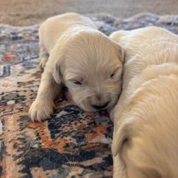 White (3500) - Light golden female Golden Retriever puppy in Pahrump, Nevada from Southern Nevada Goldens