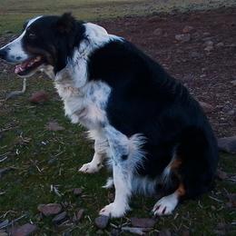 Border Collies from Flock and fang
