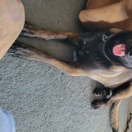 Ruckuss - Belgian Malinois