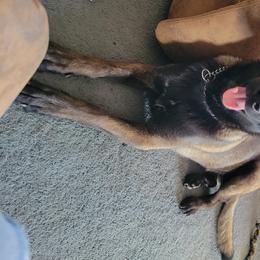Ruckuss - Belgian Malinois