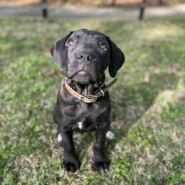 Cane Corso Puppies from Venom Cane Corsos