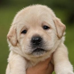 Red Collar - Yellow female Labrador Retriever puppy in Madison, Wisconsin from Meritrust Labradors