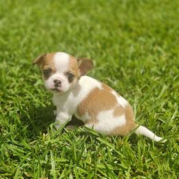 Ziggy - Chocolate and white female Chihuahua puppy in Gray, Louisiana from Chi Chi's Place LLC