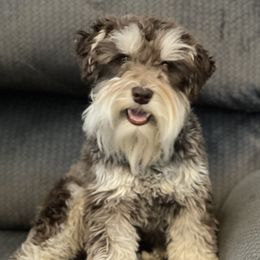 Kobe - Miniature Schnauzer