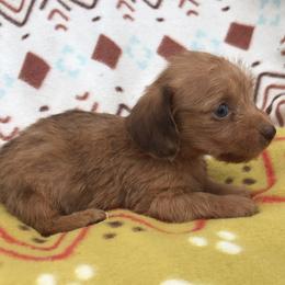 Dachshund Puppies from Mohawk Creek Dachshunds