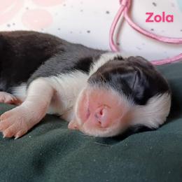 Zola - Black and white female Border Collie puppy in Max, Nebraska from Stag Valley Homestead