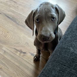 Weimaraner Puppies from Rowan’s Weimaraners