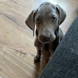 Weimaraner Puppies from Rowan’s Weimaraners