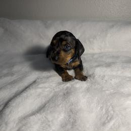 Dachshund Puppies from K9 Royal Club