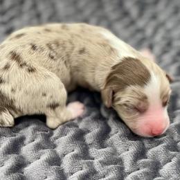 Feyre - Red merle female Miniature American Shepherd puppy in Damascus, Oregon from Rebel Soul Minis