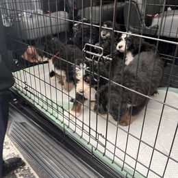 Bernedoodle Puppies from A MAYSING Bernedoodles