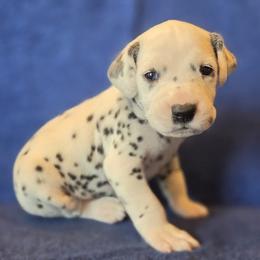 Blue Boy (Black) - White and black male Dalmatian puppy in Spring Branch, Texas from D'vine Dalmatians
