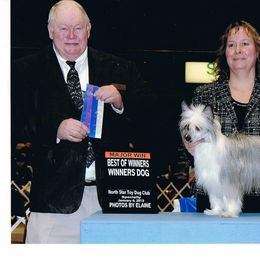 Chinese Crested Puppies from Breezy Meadows