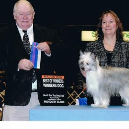 Chinese Crested Puppies from Breezy Meadows