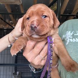 Purple - Yellow female Labrador Retriever puppy in Newton Grove, North Carolina from Wayalife Labradors & Gsp’s