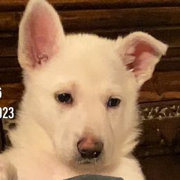 Girl 6 - White German Shepherd puppy in Camarillo, California from Robert's White German Shepherds