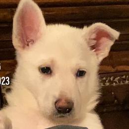 Girl 6 - White German Shepherd puppy in Camarillo, California from Robert's White German Shepherds