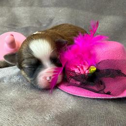 Lupita - Chocolate sabled fawn female Chihuahua puppy in Seneca, Missouri from Stephanie’s Puppy Colony