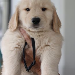 Golden Retriever Puppies from Golden Hour Golden Retrievers