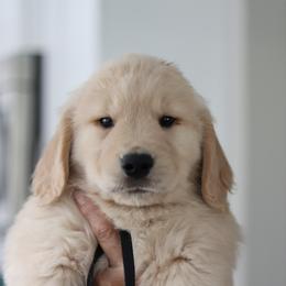 Golden Retriever Puppies from Golden Hour Golden Retrievers