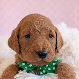 Mr. Green - Apricot male Goldendoodle puppy in Greenwood, Louisiana from GoldenFido