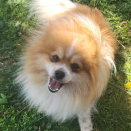 Pomeranians from Paulanne's Pomeranians