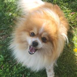 Pomeranians from Paulanne's Pomeranians