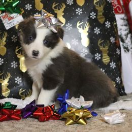 Delta - Blue female Border Collie puppy in Richmond, Maine from Lil Maine Border Collies