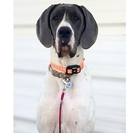 Livie - Great Dane