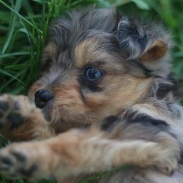 Fern - Blue merle female Aussiedoodle puppy in Orleans, Indiana from Mae Blossom Puppies