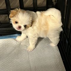 Japanese Chin Puppies from CindyLynnsChins