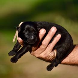 White - Black female German Shepherd puppy in Cherryville, North Carolina from Masky Kennel