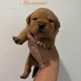 Macaroni - Yellow male Labrador Retriever puppy in Tomahawk, Wisconsin from Mahner Labs