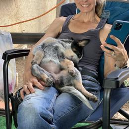 Australian Cattle Dog Puppies from Tin Roof Australian Cattle Dogs