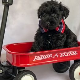 Miniature Schnauzer Puppies from Laurel Crown Schnauzers